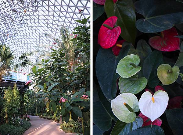 【韓國・巨濟】巨濟植物園叢林圓頂・韓國首座穹頂型玻璃溫室