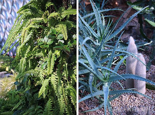 【韓國・巨濟】巨濟植物園叢林圓頂・韓國首座穹頂型玻璃溫室