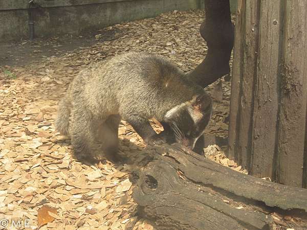 國外旅遊 熊兔六天五夜東京遊 東京都恩賜上野動物園 大熊跟小兔子的生活記事 痞客邦