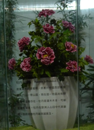 永生花 牡丹.JPG