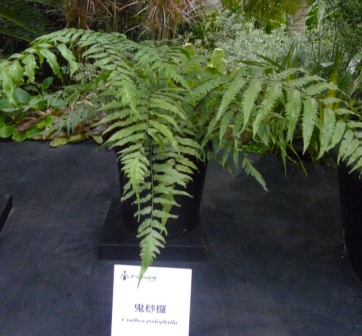 珍稀植物區 鬼沙欏.JPG