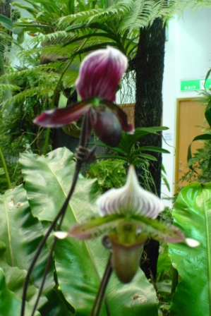 未來館 蘭花蕨類共生區6.JPG