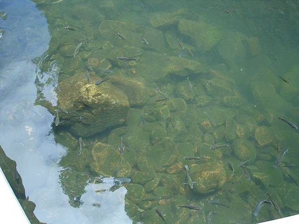 龜尾湖中 原生種的吳郭魚