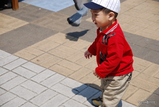 廣場上好多鴿子啊！