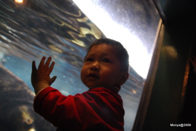 貼著水族箱玻璃看