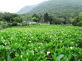 竹子湖海芋-小