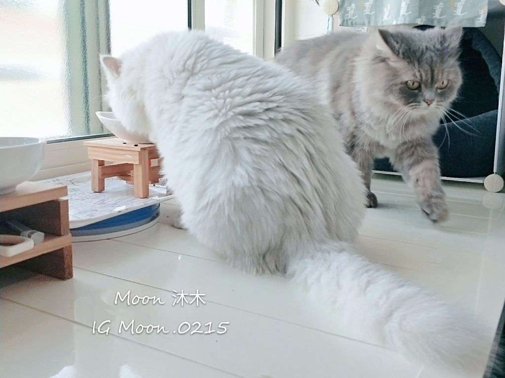 貓咪飼料推薦 開箱 評價 自然本色 全貓種亮白配方 輔助改善淚溝 皮膚毛髮保健飼料 成貓_1.jpg