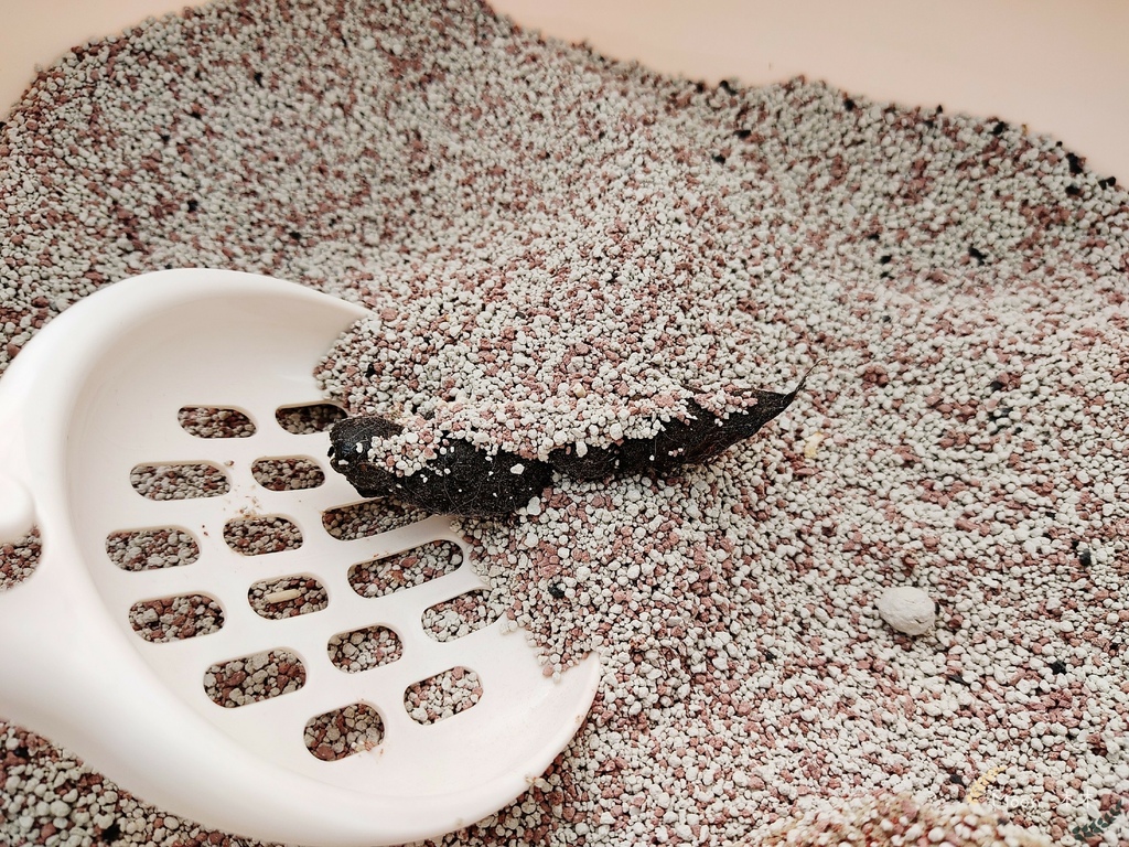 里德貓沙 礦物沙推薦 貓砂推薦2021_210408_5.jpg 里德貓沙 礦物沙推薦 貓砂推薦2021_210408_5.jpg