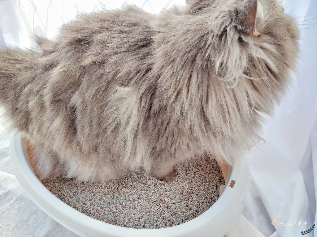 里德貓沙 礦物沙推薦 貓砂推薦2021_210408_10.jpg 里德貓沙 礦物沙推薦 貓砂推薦2021_210408_10.jpg