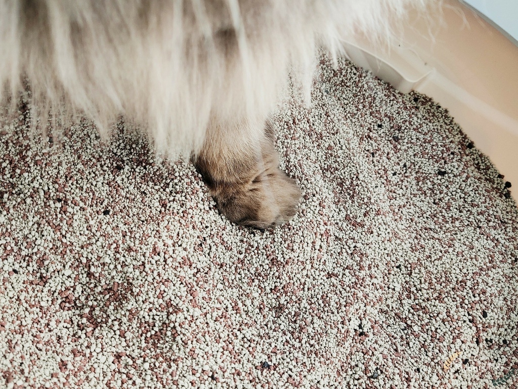 里德貓沙 礦物沙推薦 貓砂推薦2021_210408_8.jpg 里德貓沙 礦物沙推薦 貓砂推薦2021_210408_8.jpg