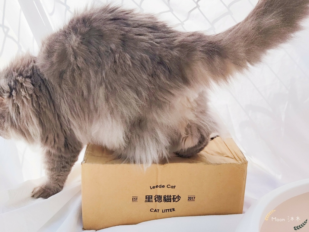 里德貓沙 礦物沙推薦 貓砂推薦2021_210408_26.jpg 里德貓沙 礦物沙推薦 貓砂推薦2021_210408_26.jpg
