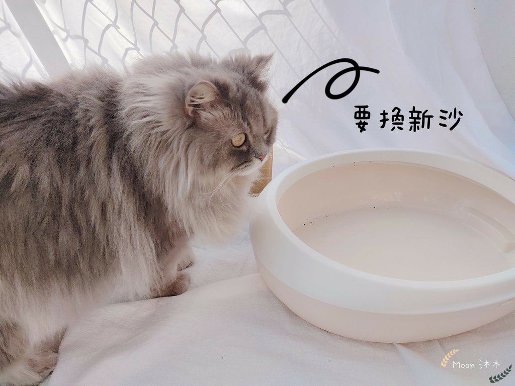 里德貓沙 礦物沙推薦 貓砂推薦2021_210408_29.jpg 里德貓沙 礦物沙推薦 貓砂推薦2021_210408_29.jpg