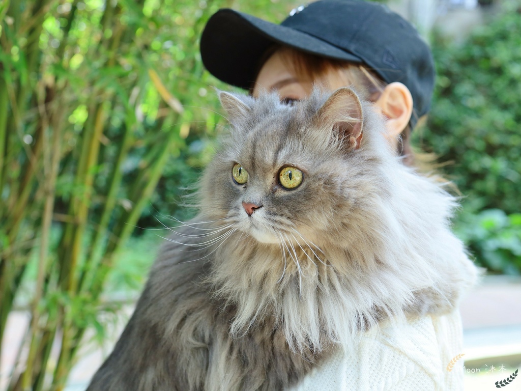 無穀貓飼料推薦 貓咪飼料新手包 寵物飼料推薦耐吉斯無穀低過敏天然糧泌尿道保養蔓越莓_14.jpg