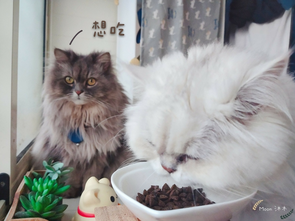 無穀貓飼料推薦 貓咪飼料新手包 寵物飼料推薦耐吉斯無穀低過敏天然糧泌尿道保養蔓越莓_25.jpg