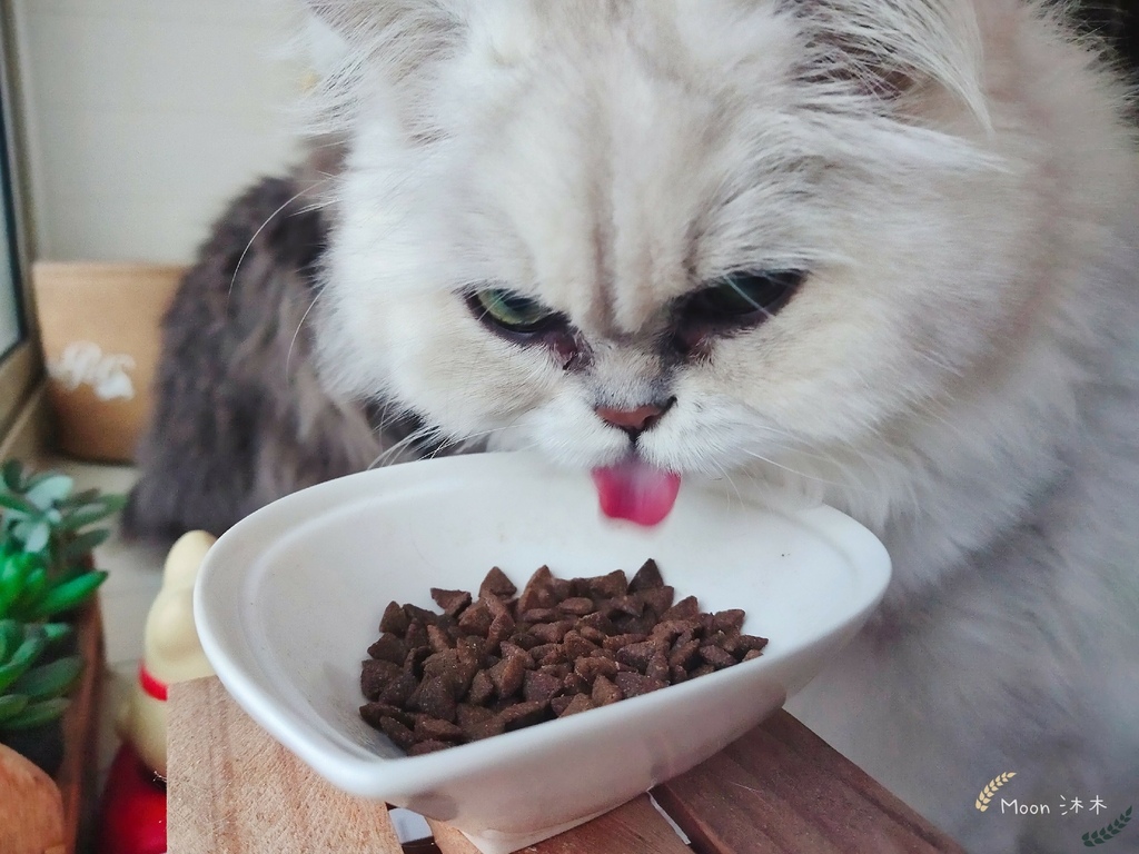 無穀貓飼料推薦 貓咪飼料新手包 寵物飼料推薦耐吉斯無穀低過敏天然糧泌尿道保養蔓越莓_24.jpg