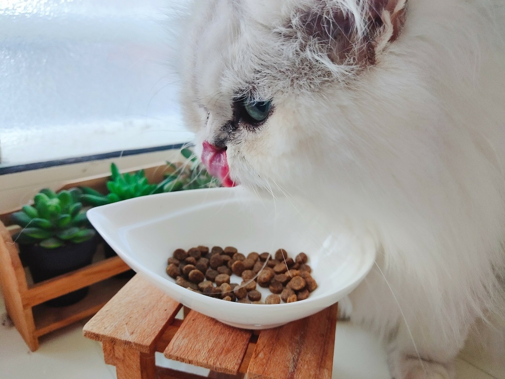 LINE_ALBUM_心靈雞湯貓飼料評價 2022貓乾飼料推薦 優質飼料 寵物飼料推薦品牌 好的飼料成分__2.jpg