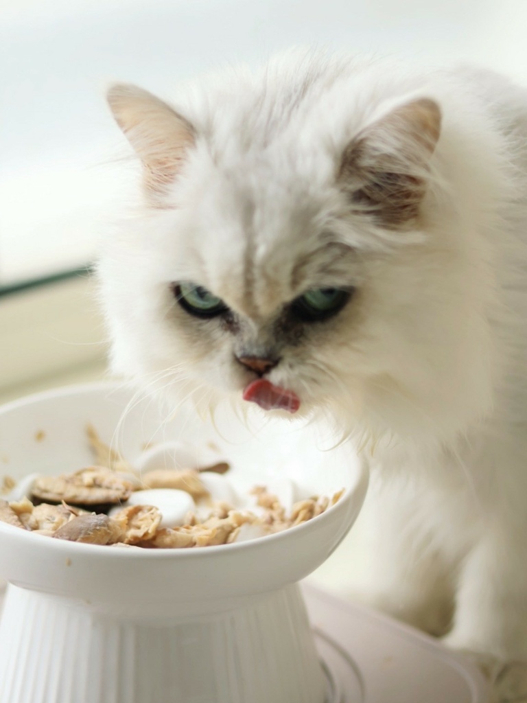 奇境TRILOGY猫饲料 奇境猫罐头 猫饲料推荐 猫罐头推荐 奇境饲料评价_240722_1 (2).jpg