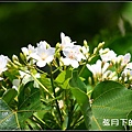 2013年9月油桐花_2