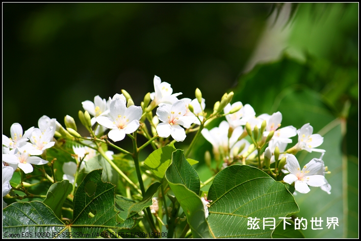 2013年9月油桐花_1