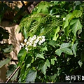 2013年9月油桐花_4