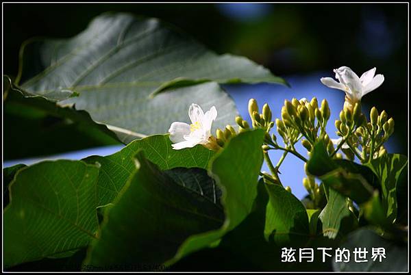 2013年9月油桐花_6