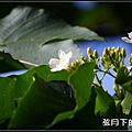 2013年9月油桐花_6