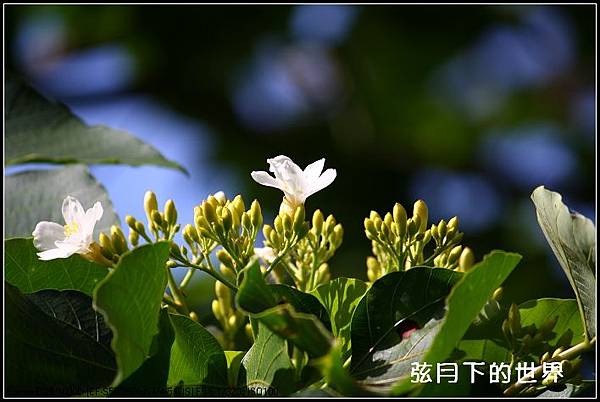 2013年9月油桐花_5