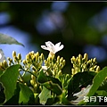 2013年9月油桐花_5