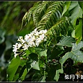 2013年9月油桐花_7