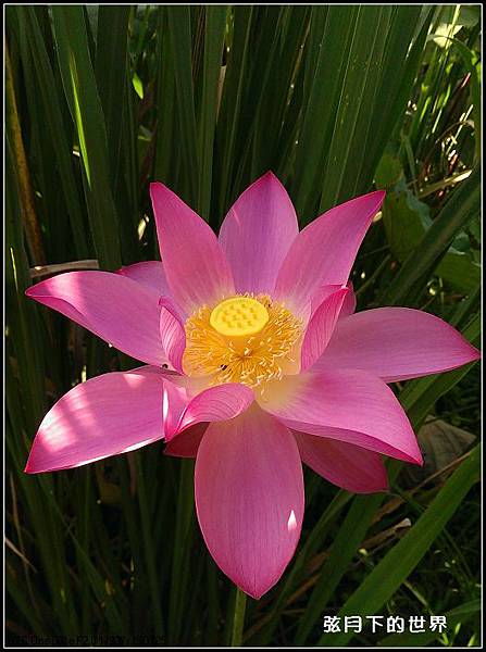 手機拍的荷花_11