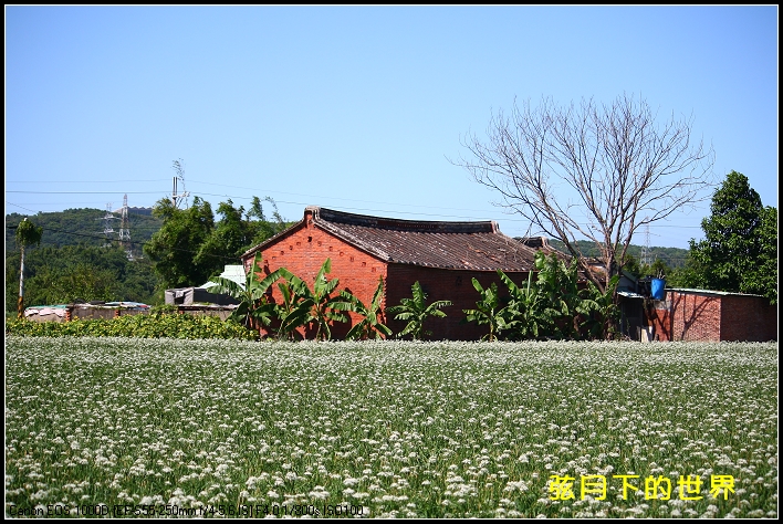 2013年9月大溪中新里韭菜花_01