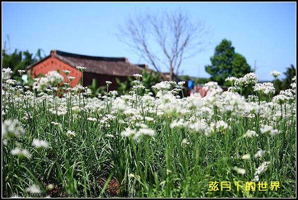 2013年9月大溪中新里韭菜花_02