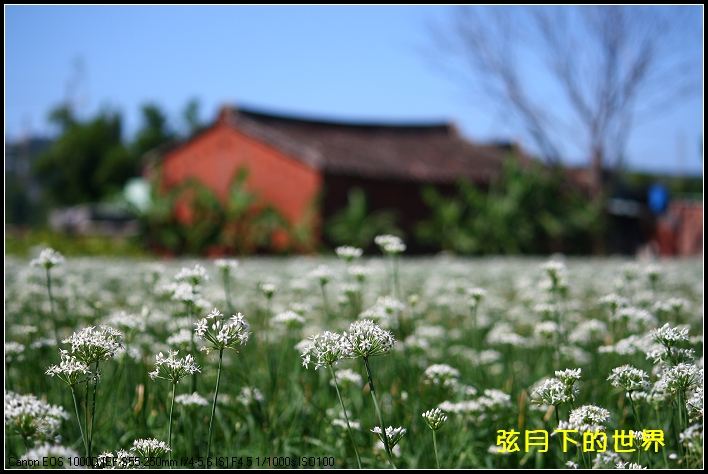 2013年9月大溪中新里韭菜花_03