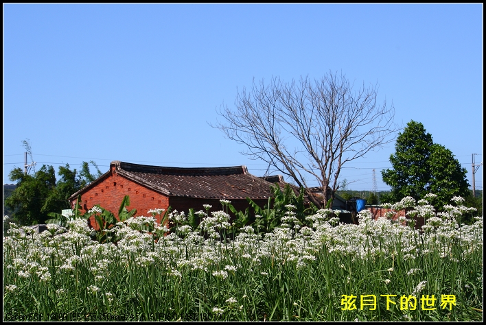 2013年9月大溪中新里韭菜花_06