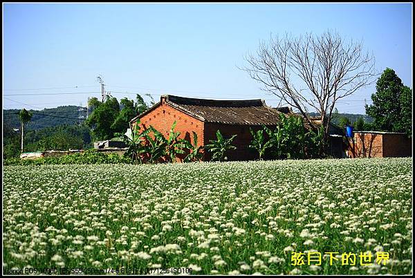 2013年9月大溪中新里韭菜花_09