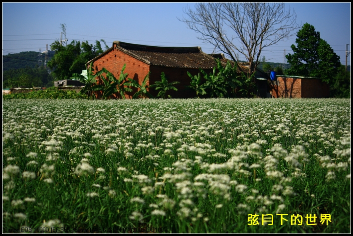 2013年9月大溪中新里韭菜花_11