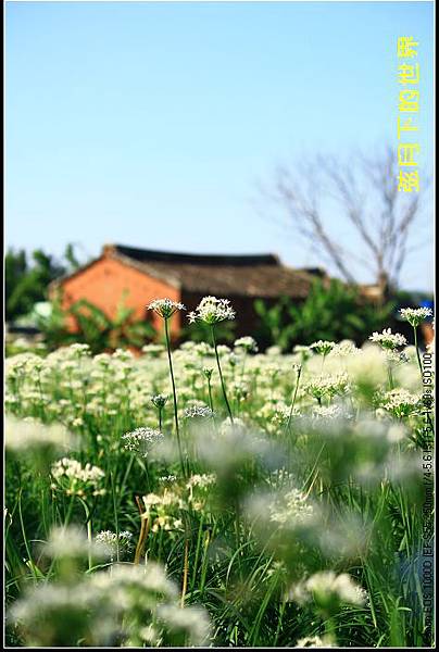 2013年9月大溪中新里韭菜花_12