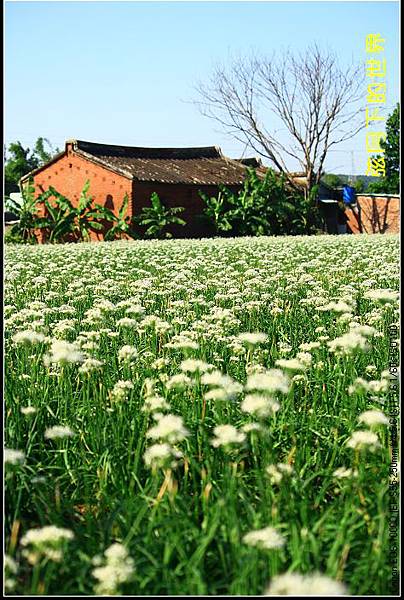 2013年9月大溪中新里韭菜花_13