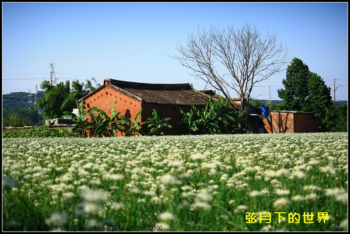 2013年9月大溪中新里韭菜花_14