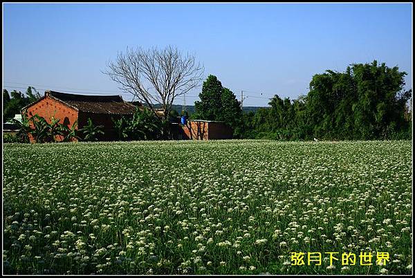 2013年9月大溪中新里韭菜花_15