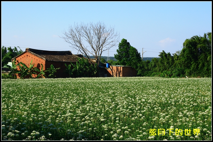 2013年9月大溪中新里韭菜花_16