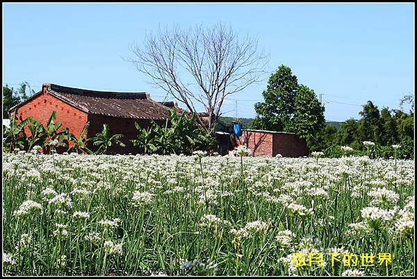 2013年大溪韭菜花_01