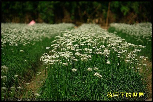 2013年大溪韭菜花_08