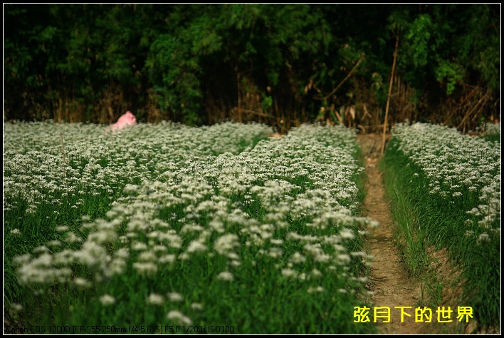 2013年大溪韭菜花_10