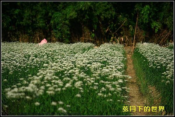 2013年大溪韭菜花_10