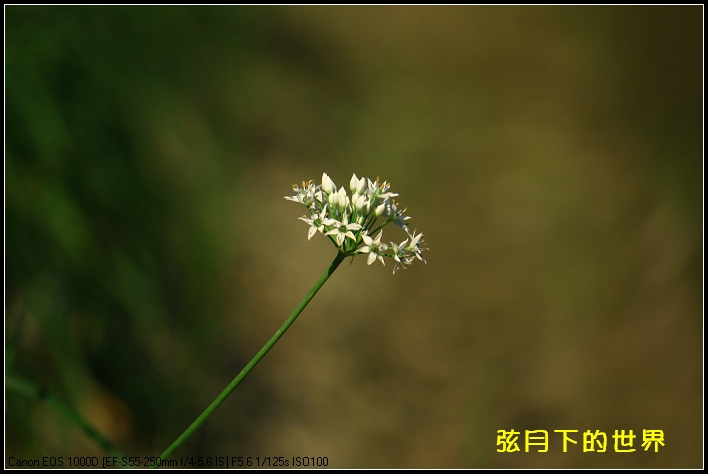 2013年大溪韭菜花_12