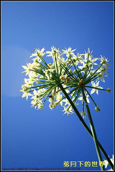 2013年大溪韭菜花2_03