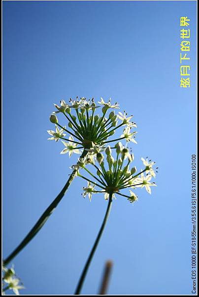 2013年大溪韭菜花2_02