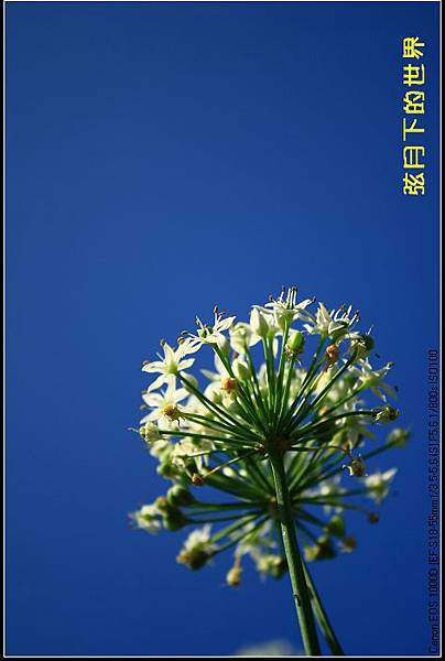 2013年大溪韭菜花2_05