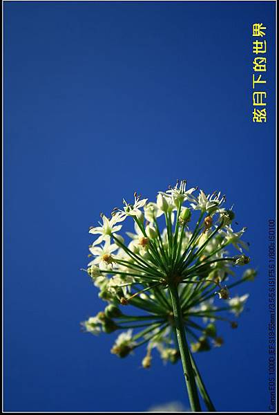 2013年大溪韭菜花2_05